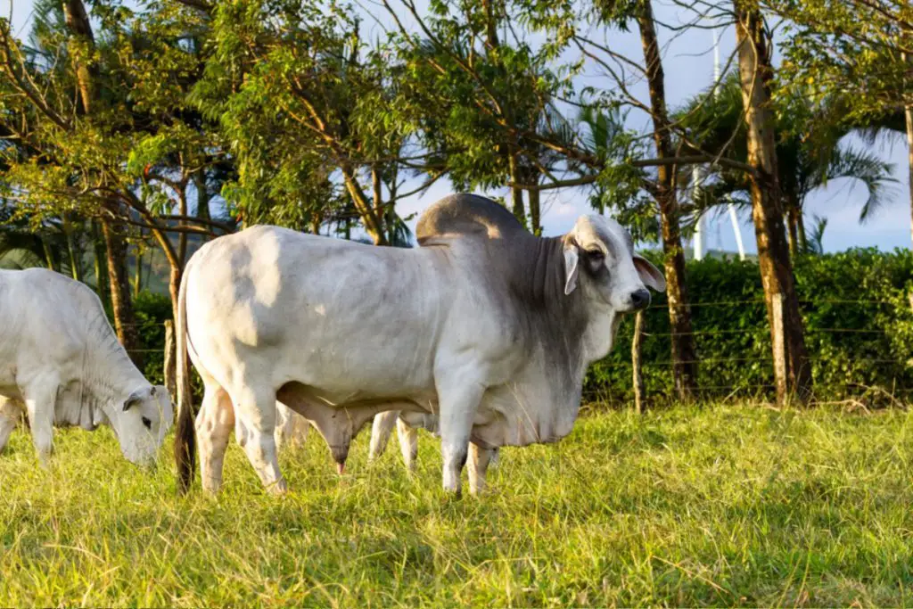 2 zebu cattle on pasture