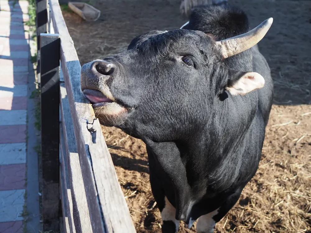 a miniature zebu cow