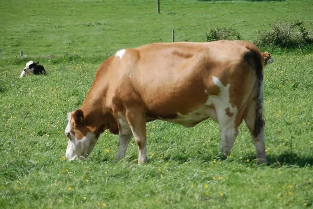 a single cow eating grass