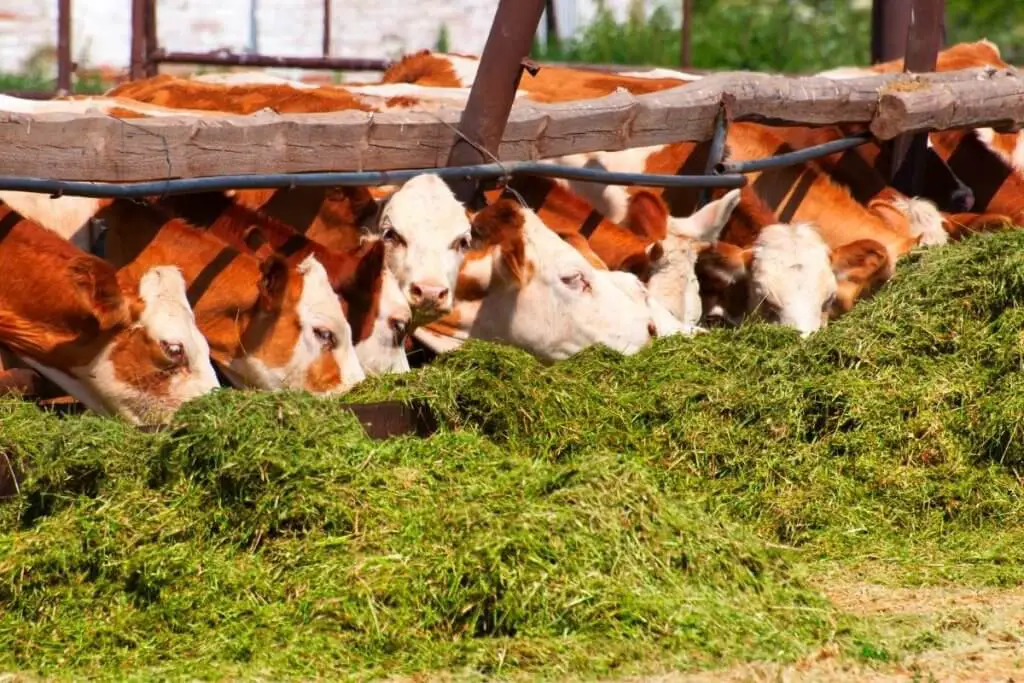 cows eating grass