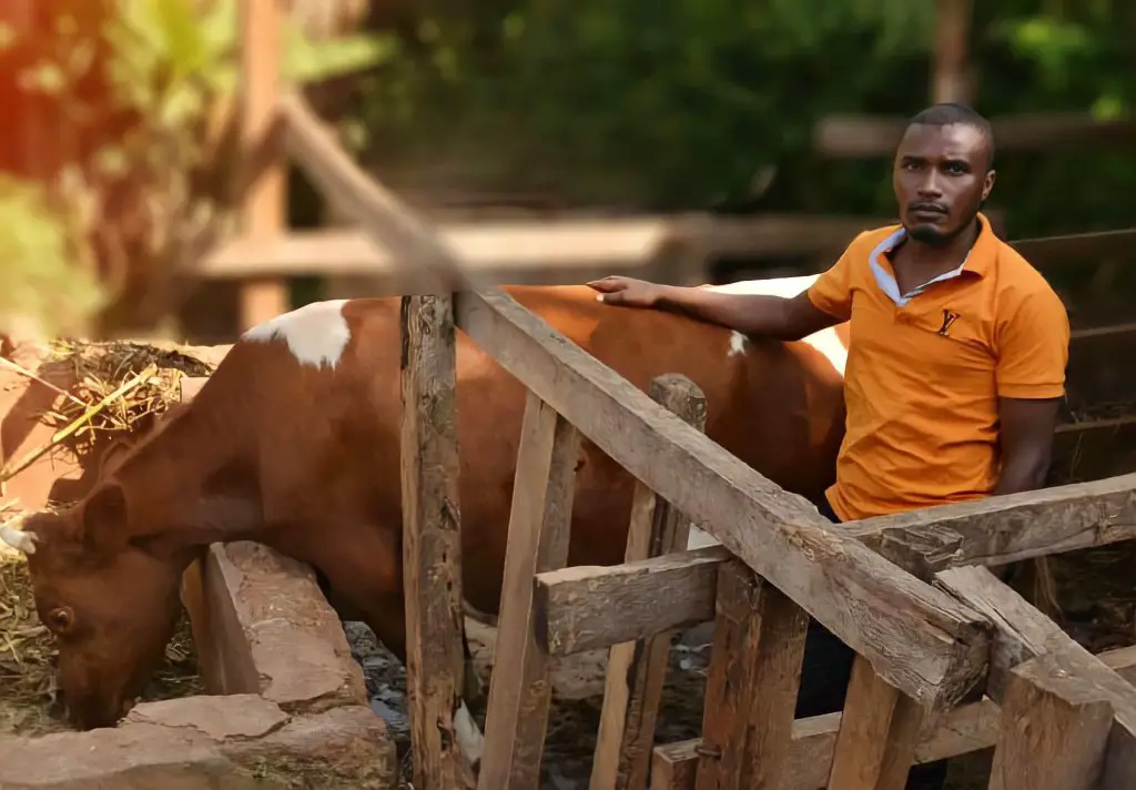 Alex Maina Cow Care Taker Photo