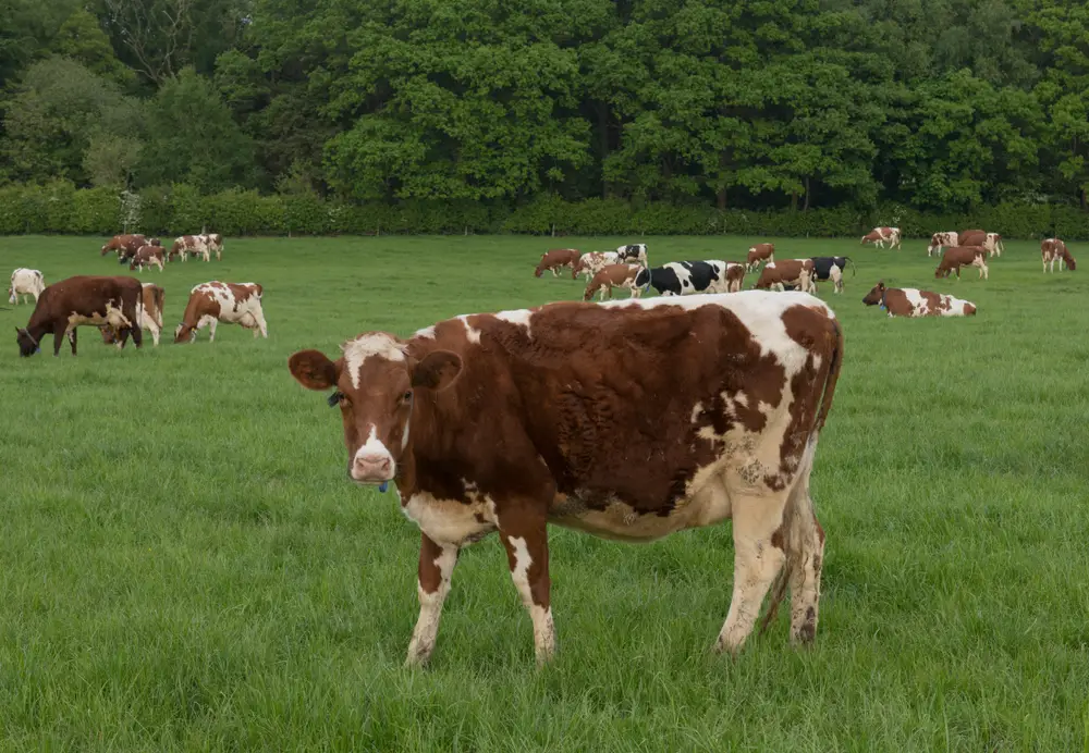 a herd of ayrshire cattle