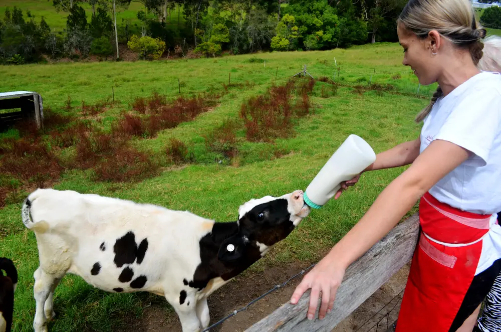 woman bottle feeding cow