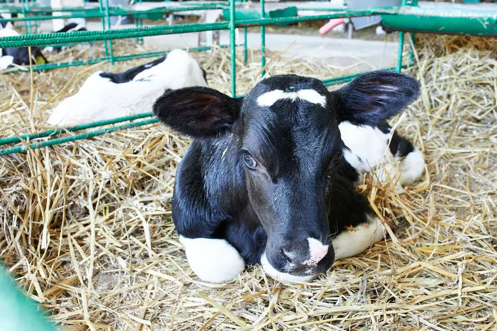 baby cow in hay enclosure