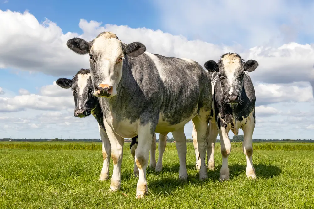 young belgian blue cattle