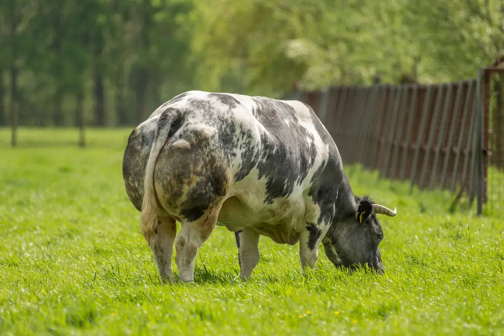 a lone belgian blue cattle in the field