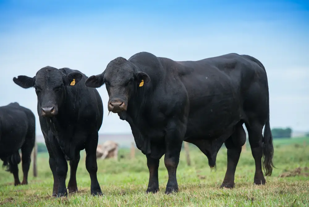black angus cattle standing on pasture