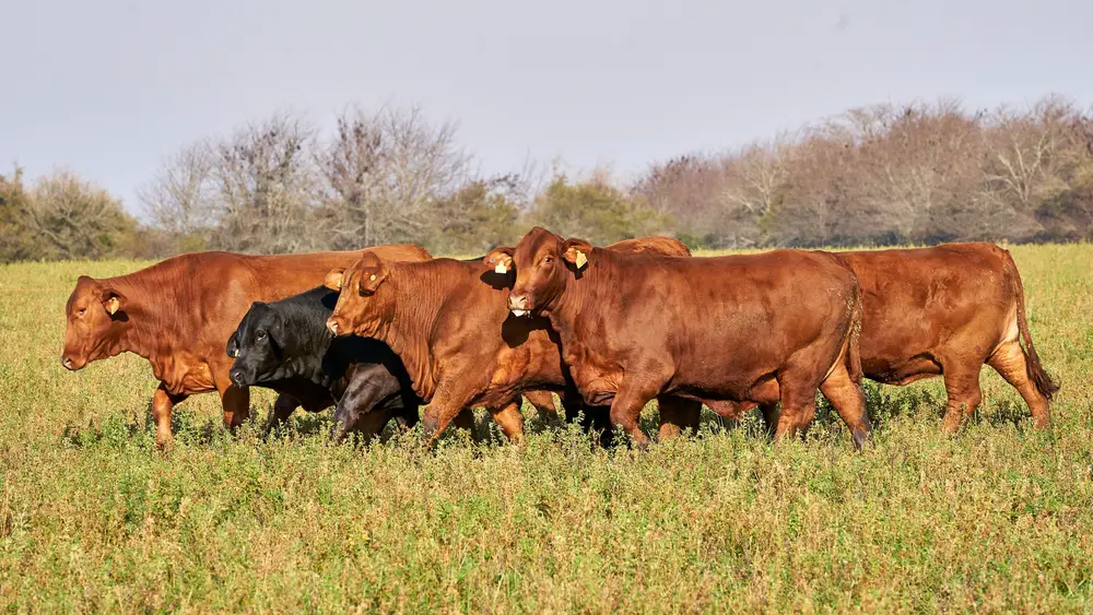 red angus cattle walking on pasture