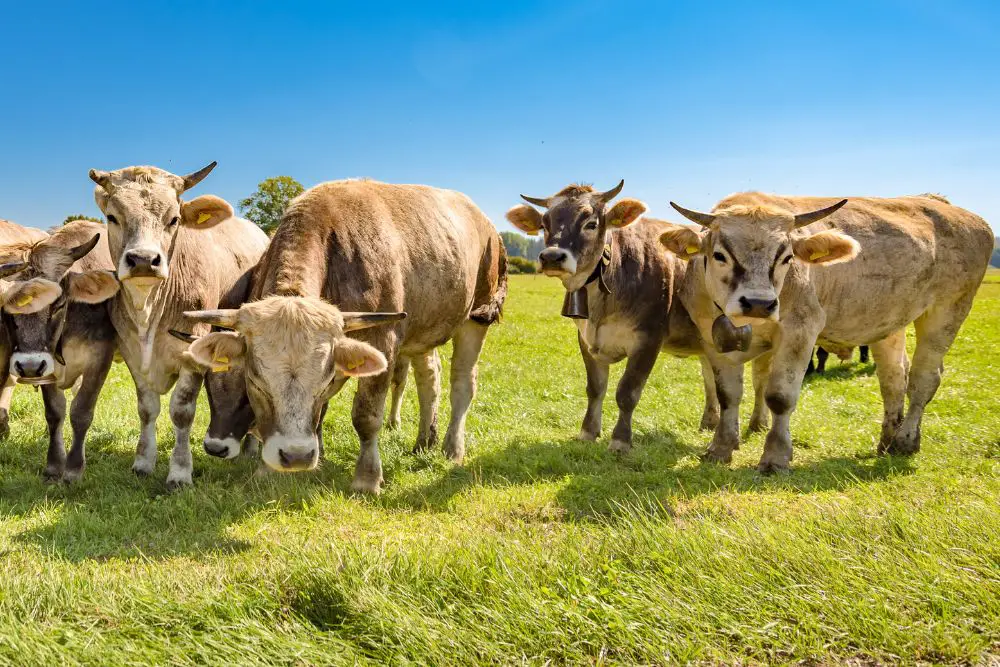 a herd of braunvieh cattle