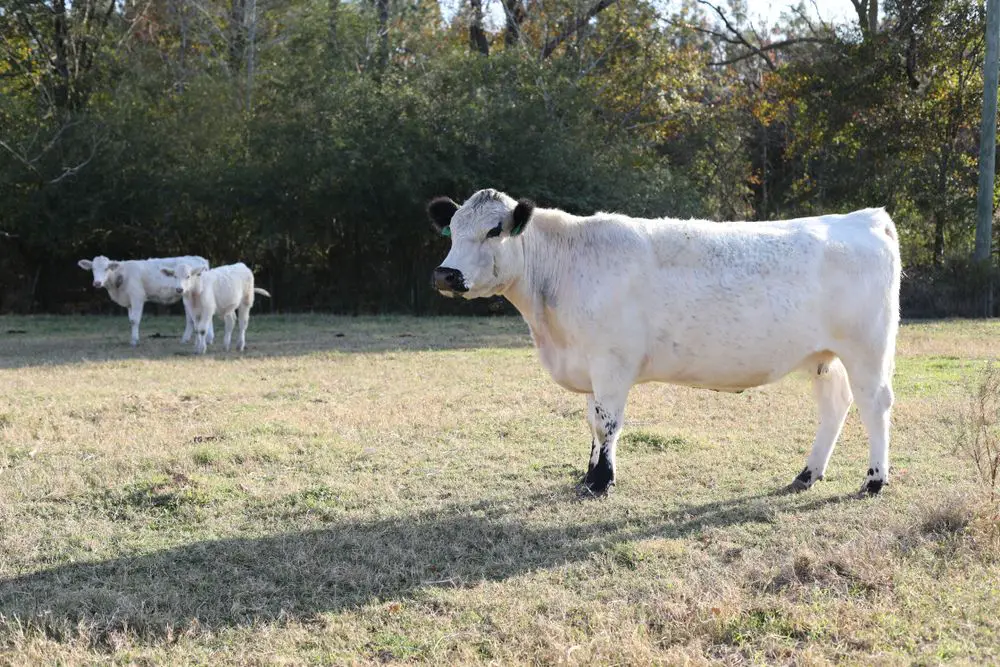 British White Cattle Image 2