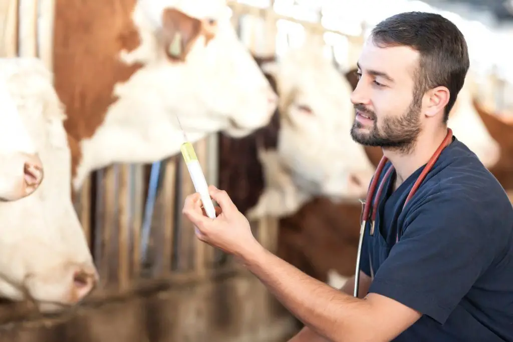 veterinarian performing cattle implant