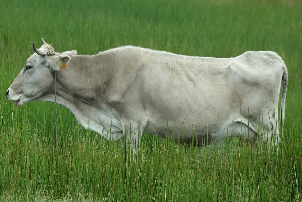 My Cow Is Eating But Losing Weight What Causes This And Is It Okay 