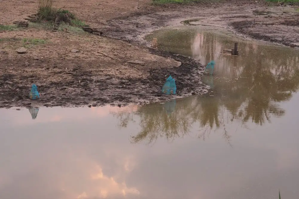 cow pond with mosquitos