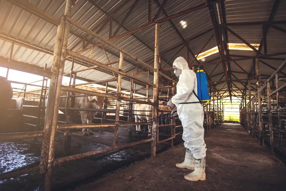 man spraying deet inside cattle barn