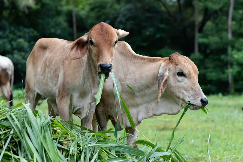 cows eating leafy grass