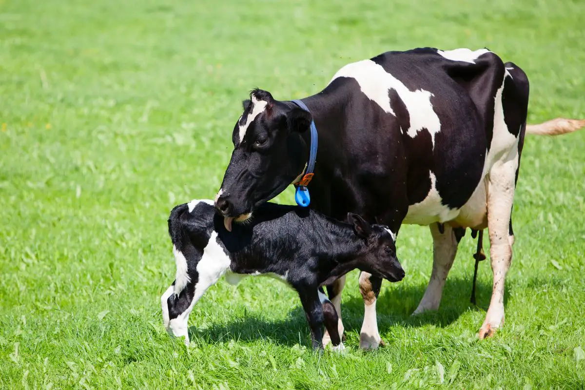 Do Cows Eat Their Placenta?