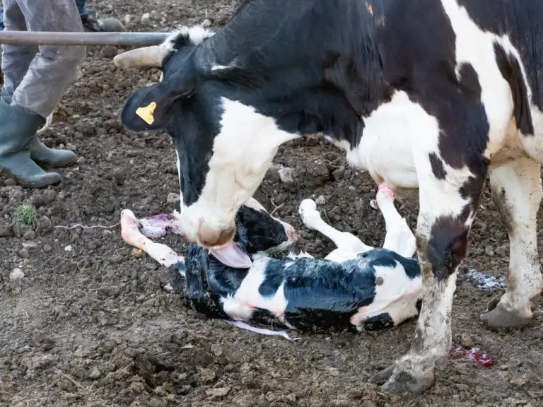 Do Cows Eat Their Placenta?