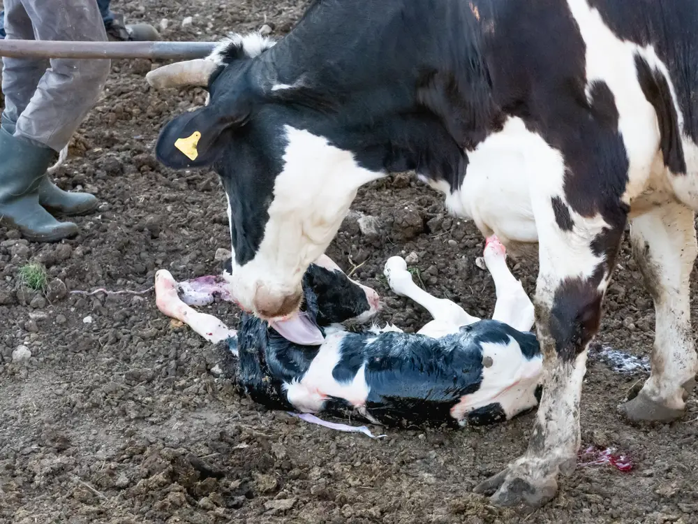 a cow licking a calf