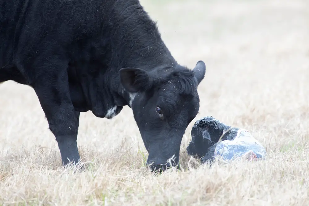 mother and calf with placenta