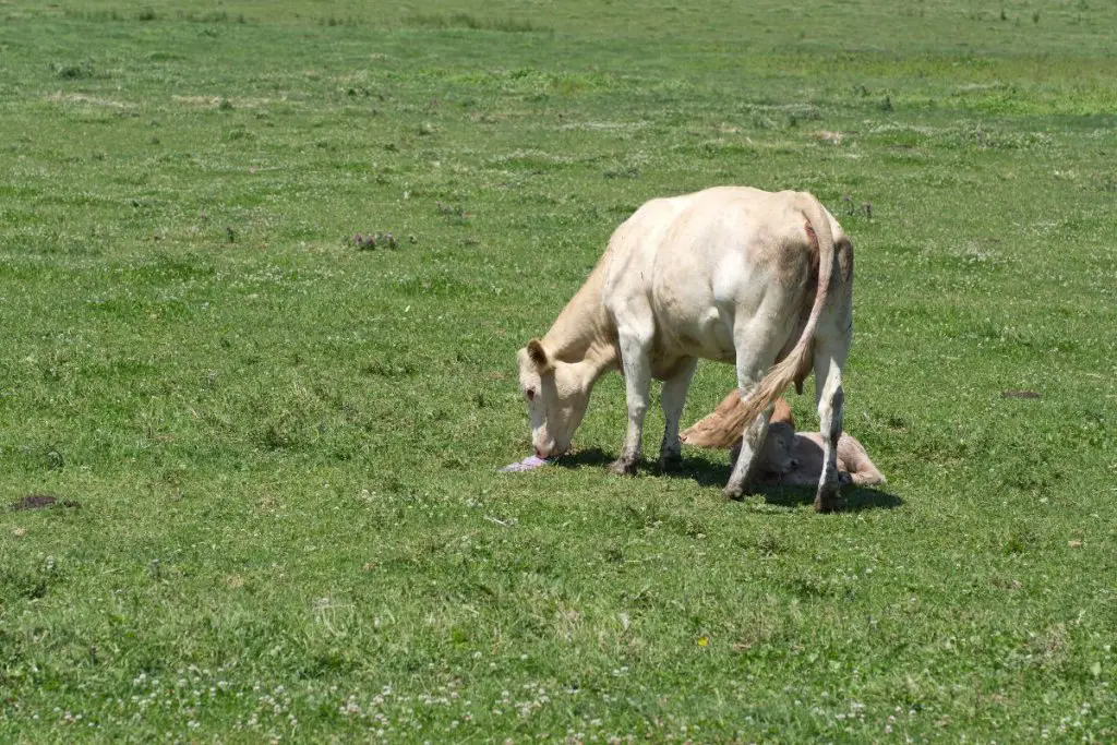 cow eating placenta