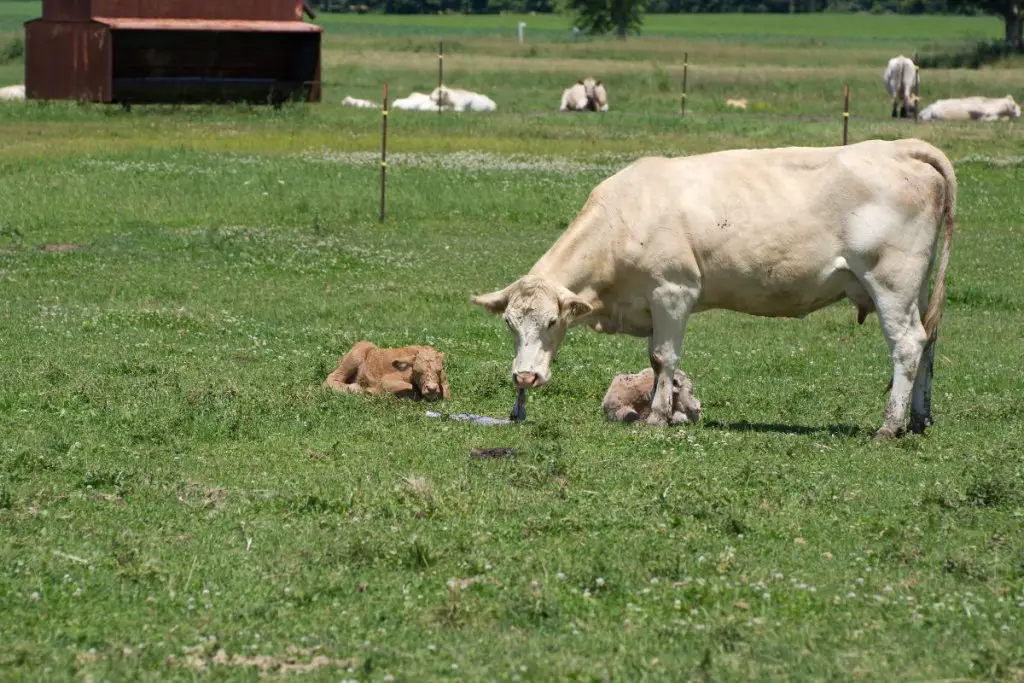 cow with 2 calfes eating placenta