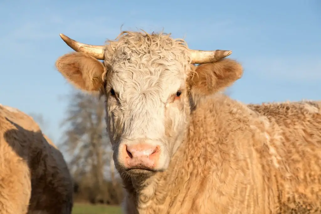 a cow with horns