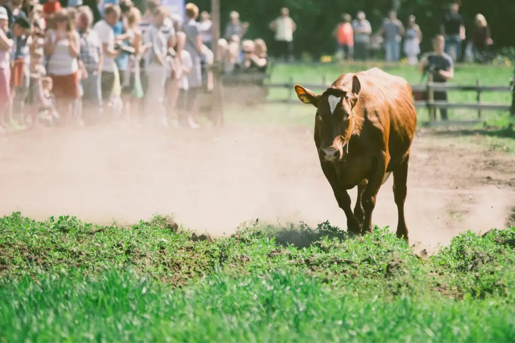 cow running near people