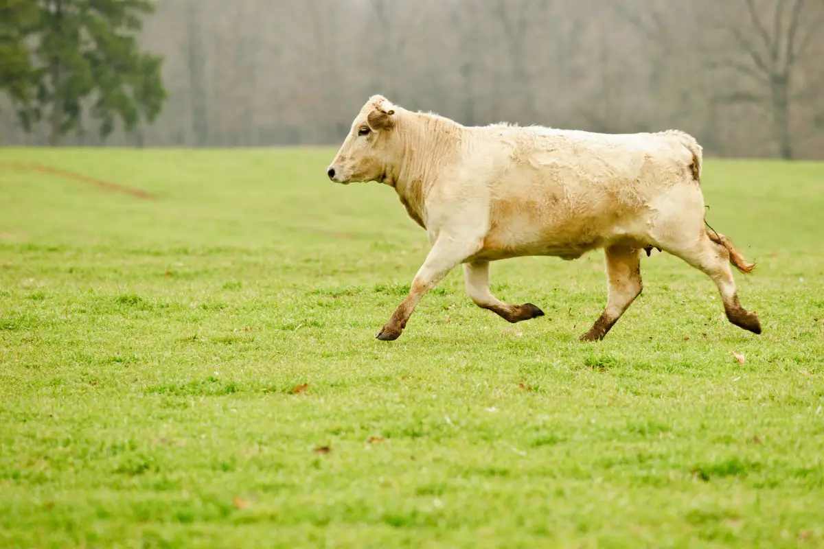 How Fast Can A Cow Run? And For How Long?