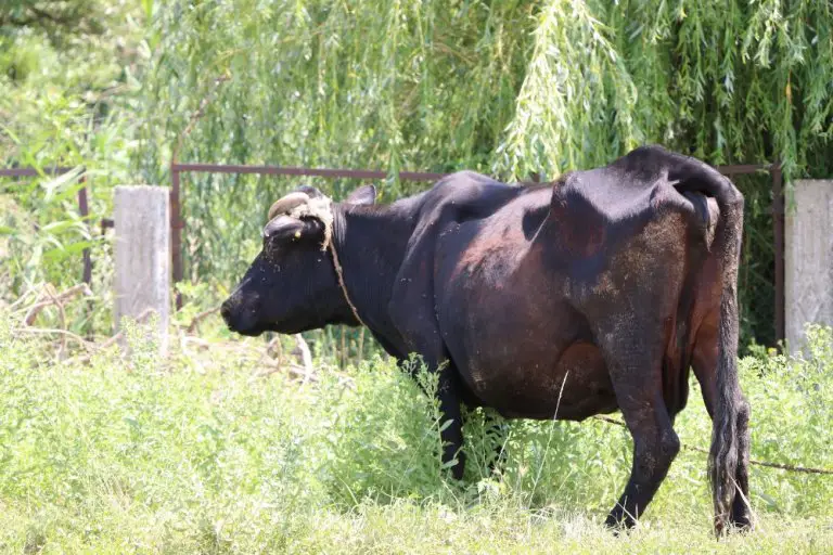 how-long-do-domesticated-cows-live-which-breeds-live-the-longest