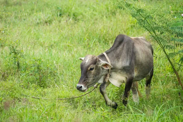 how-long-do-domesticated-cows-live-which-breeds-live-the-longest