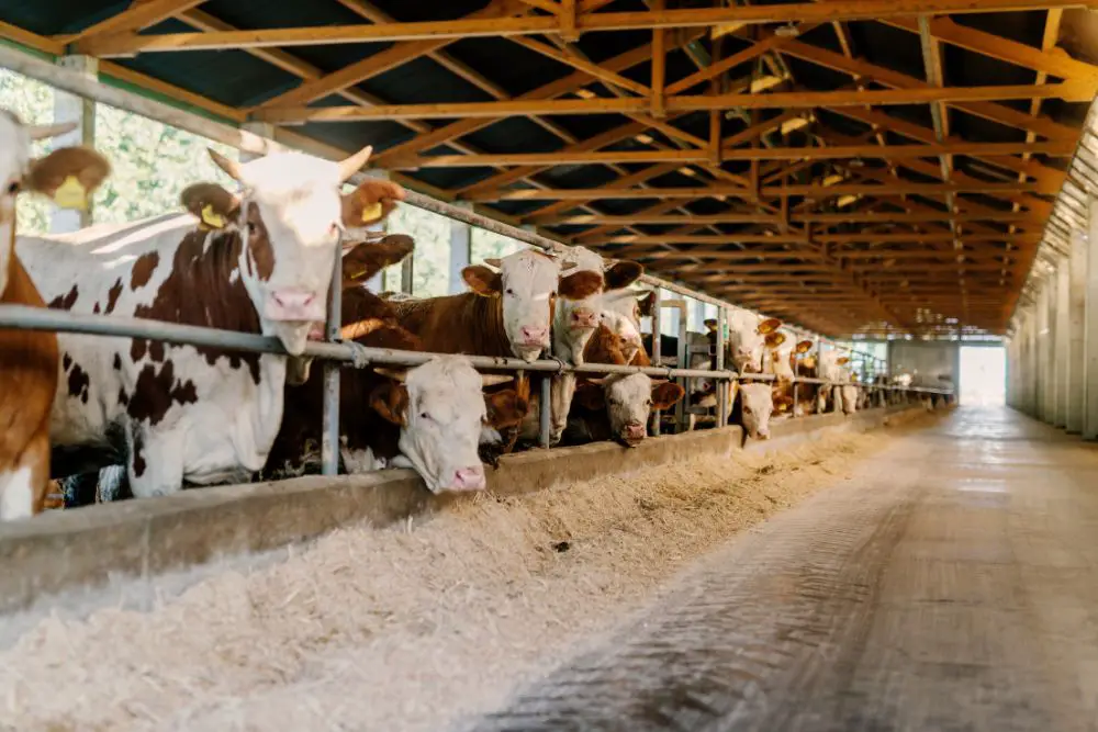 cows in factory farm