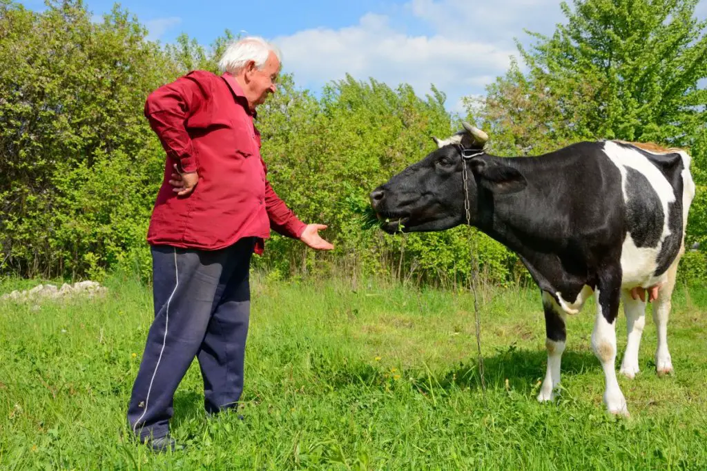 Buying A Family Milk Cow How Much Will She Cost? Is It Worth It?