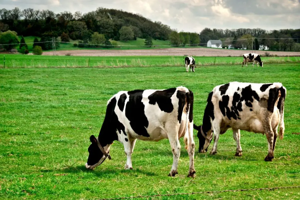 Cows eating grass