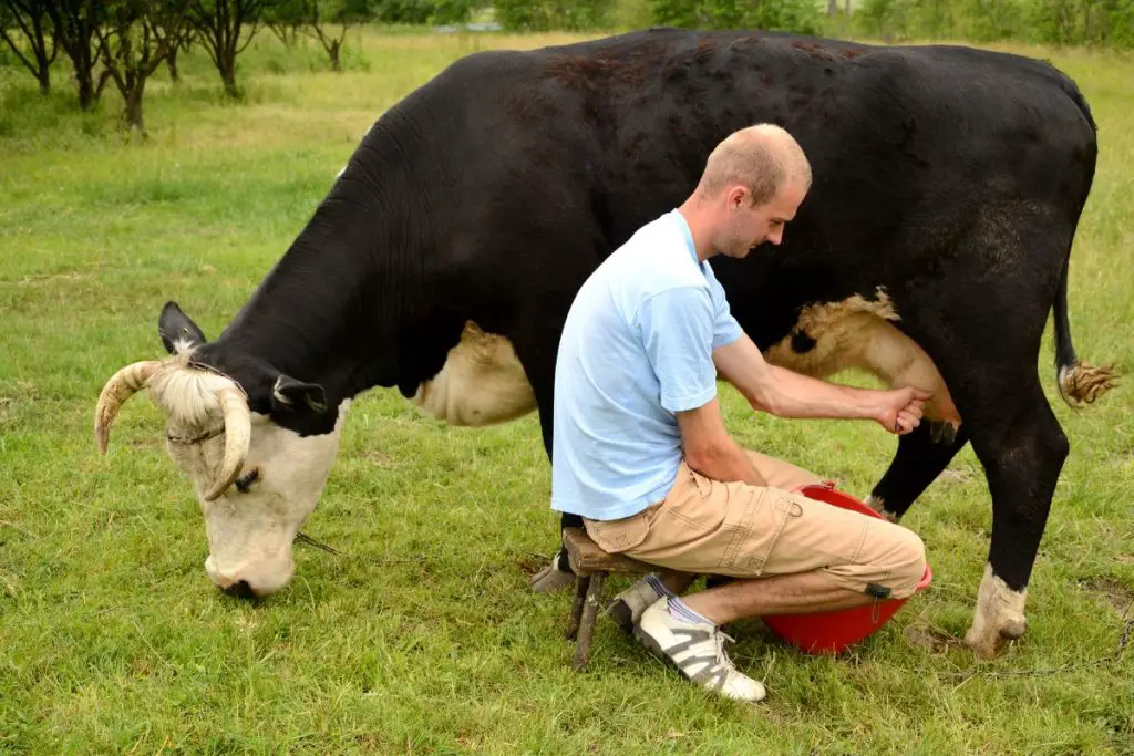 man milking a black cow