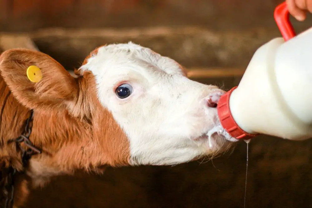 How To Raise A Calf Without Its Mother The Complete Guide For Beginners