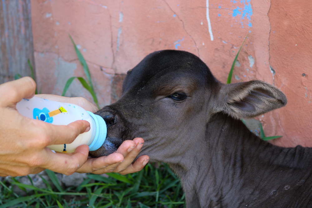 orphan cow being fed milk