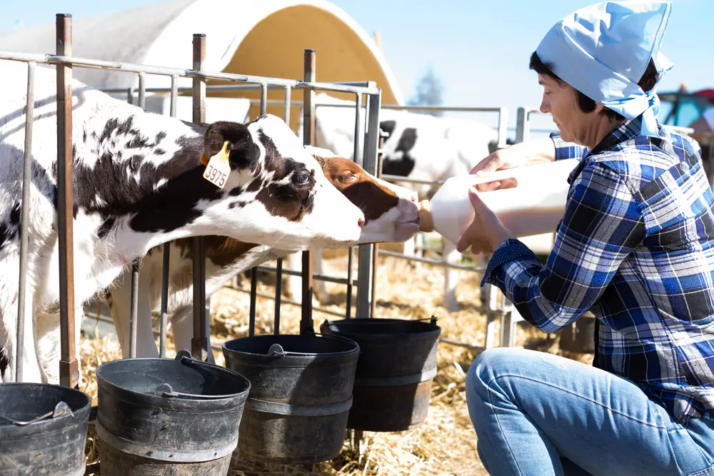 2 cows being fed milk