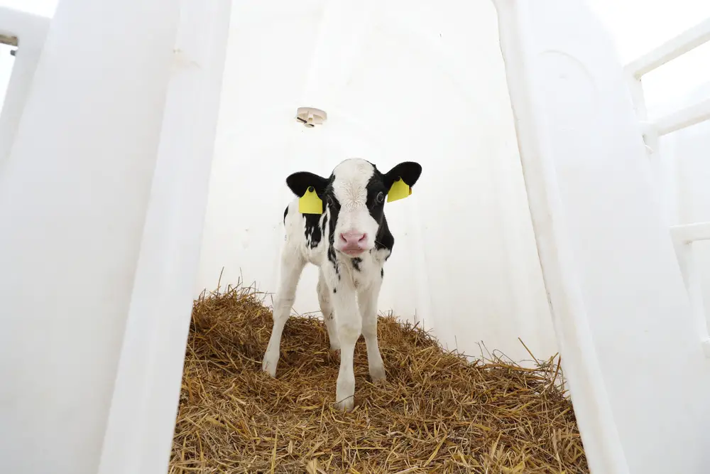 orphan cow on its own