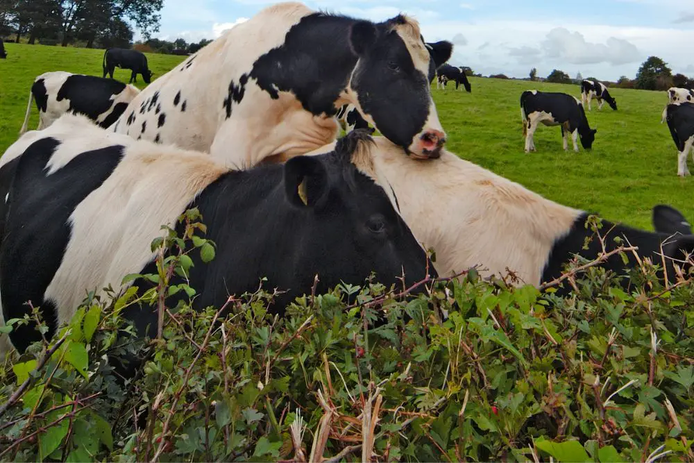 Cow mounting another cow