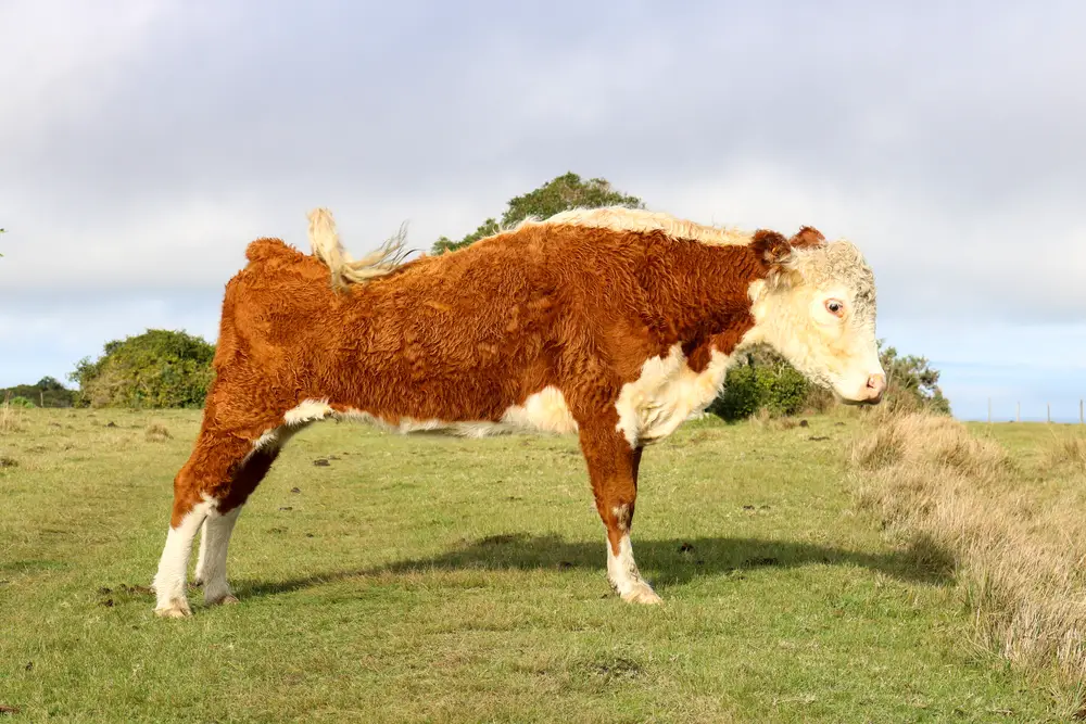 Cow in pose to attract a male
