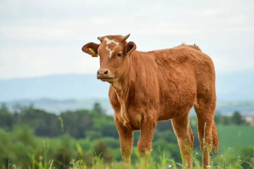 cow with minimal weight