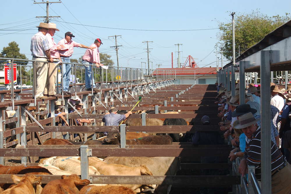 Australian cattle auction in progress