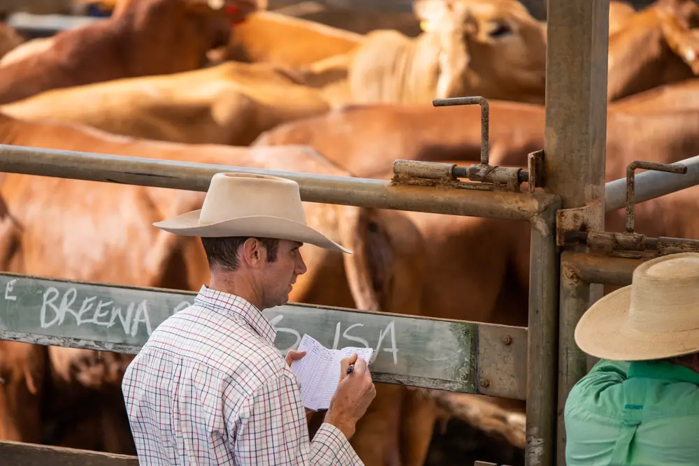 man bidding at cattle auction