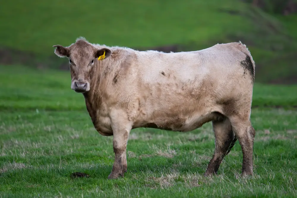 a lone murray grey cow on pasture