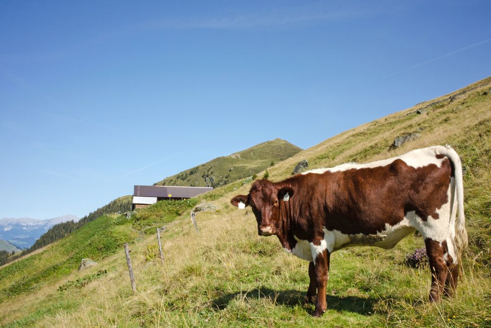 pinzgauer cow on mountain side