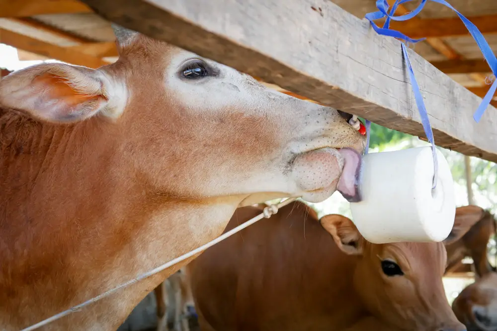 cow licking salt block