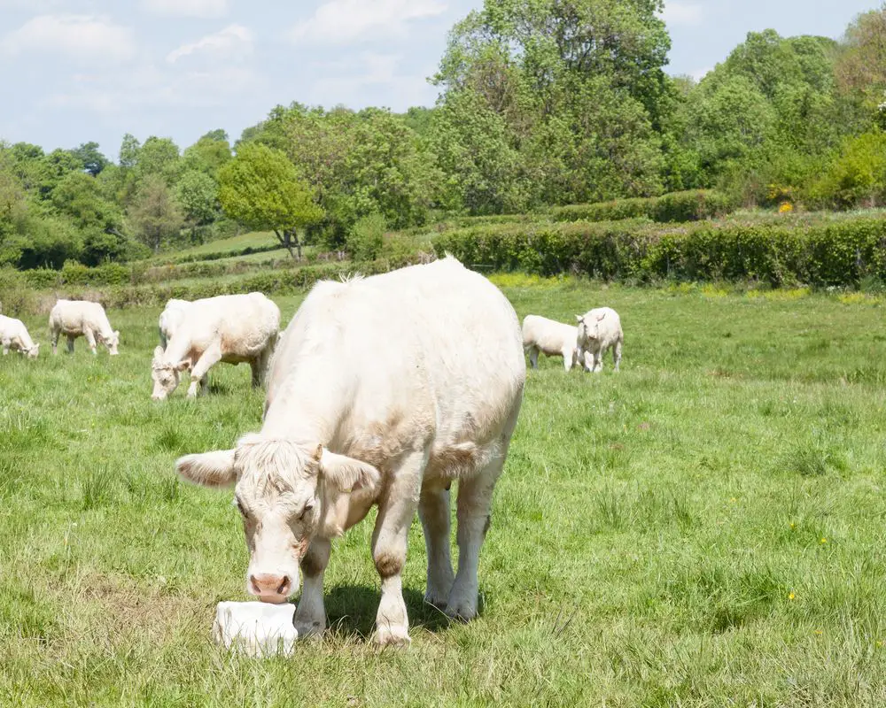 A white charolais cow licking salt