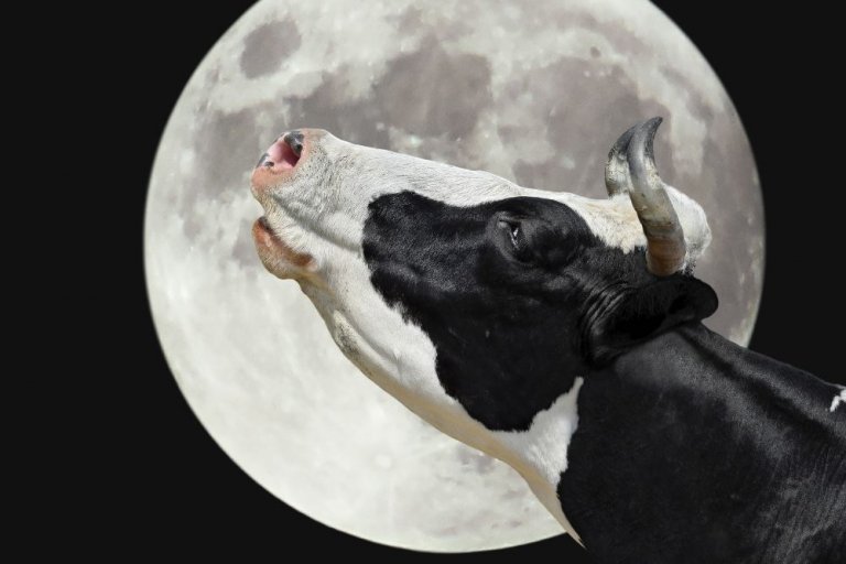Why do cows moo at night sorting out fact from fiction