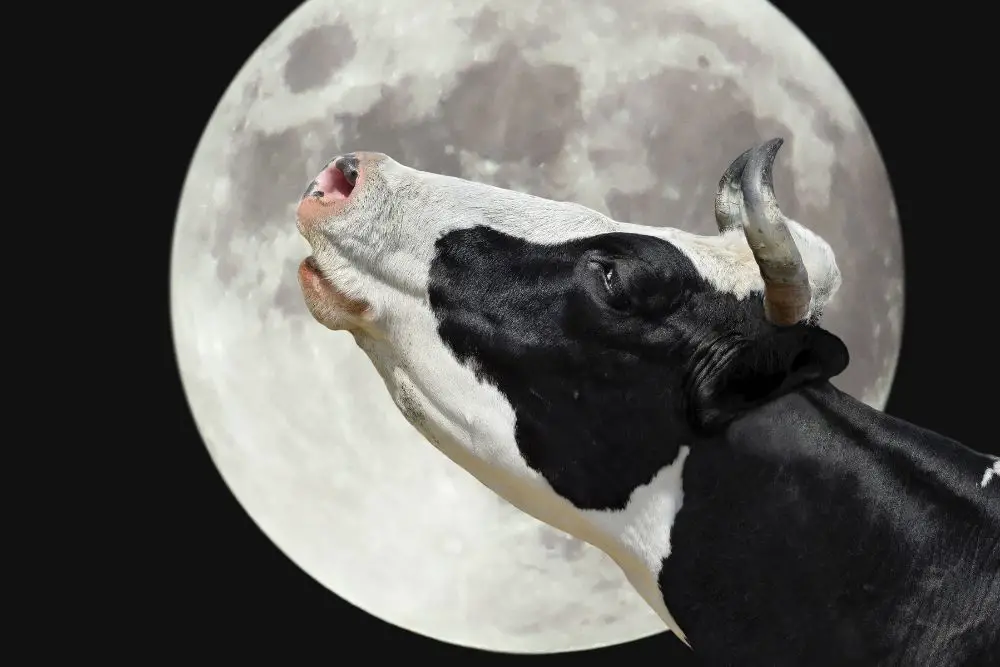 why-do-cows-moo-at-night-sorting-out-fact-from-fiction