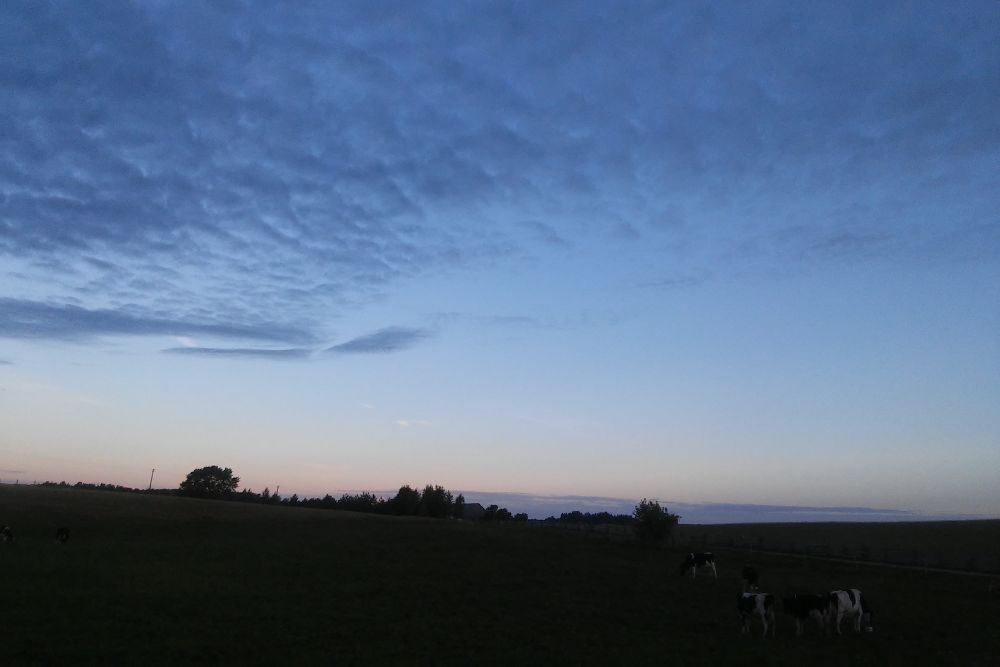 a herd of cows on pasture at night time
